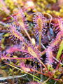 Filename=050_01_01bc_dolgolistna_rosika_Drosera_anglica_DSC02998.jpg
Filesize=238KB
Dimensions=675x900
Date added=Jan 04, 2009 050_01_01bc_dolgolistna_rosika_Drosera_anglica_DSC02998.jpg