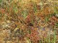 050_01_01ca_Rosika_dolgolistna_Drosera_anglica_2014_06120071a.jpg