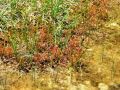 050_01_01cb_Rosika_dolgolistna_Drosera_anglica_2014_06120061a.jpg