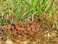 050_01_01cc_Rosika_dolgolistna_Drosera_anglica_2014_06120073a.jpg