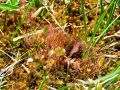 050_01_01cd_Rosika_dolgolistna_Drosera_anglica_2014_06120050a.jpg