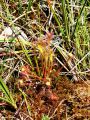 050_01_01ce_Rosika_dolgolistna_Drosera_anglica_2014_06120058a.jpg