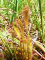 050_01_01cf_Rosika_dolgolistna_Drosera_anglica_2014_06120059a.jpg