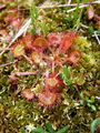 050_01_03ba_okroglolistna_rosika_Drosera_rotundifolia_DSC00704.jpg