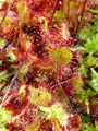 050_01_03bb_okroglolistna_rosika_Drosera_rotundifolia_bb.jpg