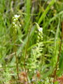 Filename=050_01_03bc_okroglolistna_rosika_Drosera_rotundifolia_DSC00755.jpg
Filesize=151KB
Dimensions=675x900
Date added=Jan 04, 2009 050_01_03bc_okroglolistna_rosika_Drosera_rotundifolia_DSC00755.jpg