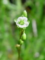 050_01_03bd_okroglolistna_rosika_Drosera_rotundifolia_DSC00750.jpg
