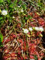 050_01_03be_rosika_okroglolistna_2009_07170051.jpg