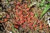 050_01_03ca_Rosika_okroglolistna_Drosera_rotundifolia_IMG_1574.JPG