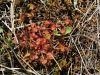 050_01_03cb_Rosika_okroglolistna_Drosera_rotundifolia_IMG_1579.JPG