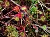 050_01_03cc_Rosika_okroglolistna_Drosera_rotundifolia_IMG_2586.JPG