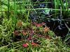 050_01_03cd_Rosika_okroglolistna_Drosera_rotundifolia_IMG_2615.JPG
