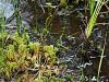 050_01_03ce_Rosika_okroglolistna_Drosera_rotundifolia_IMG_2598a.jpg