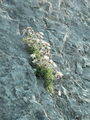 052_11_22ba_Clusijev_petoprstnik_Potentilla_clusiana_DSC03025.jpg