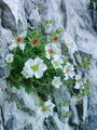 052_11_22bb_Clusijev_petoprstnik_Potentilla_clusiana_DSC03028.jpg