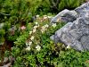 052_11_22bc_petoprstnik_Clusijev_Potentilla_clusiana_IMG_8594.JPG