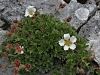 052_11_22bd_petoprstnik_Clusijev_bd_Potentilla_clusiana_IMG_8584.JPG
