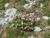 052_11_22be_petoprstnik_Clusijev_Potentilla_clusiana_IMG_3528a.jpg