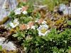 052_11_22bf_petoprstnik_Clusijev_Potentilla_clusiana_IMG_2894a.jpg