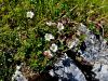 052_11_22bg_petoprstnik_Clusijev_Potentilla_clusiana_IMG_1973a.jpg