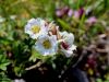 052_11_22bh_petoprstnik_Clusijev_Potentilla_clusiana_IMG_1974a.jpg