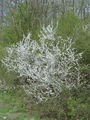 052_29_04ba_crni_trn_Prunus_spinosa.jpg