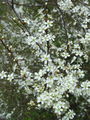 052_29_04bb_crni_trn_Prunus_spinosa_DSC08891.jpg