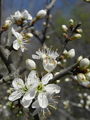052_29_04bc_crni_trn_Prunus_spinosa_DSC08625.jpg