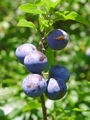 052_29_04bd_crni_trn_Prunus_spinosa_DSC02015.jpg