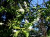 052_29_10ac_cremsa_Prunus_padus_IMG_3518ac.jpg