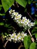 052_29_10ad_cremsa_Prunus_padus_IMG_3519a.jpg