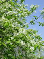 Filename=052_29_10be_cremsa_Prunus_padus.jpg
Filesize=318KB
Dimensions=675x900
Date added=Jan 06, 2009 052_29_10be_cremsa_Prunus_padus.jpg