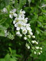 Filename=052_29_10bf_cremsa_Prunus_padus.jpg
Filesize=148KB
Dimensions=675x900
Date added=Jan 06, 2009 052_29_10bf_cremsa_Prunus_padus.jpg