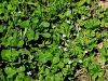 055_16_38ba_detelja_podzemna_Trifolium_subterraneum_IMG_3011.jpg