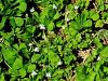 055_16_38bb_detelja_podzemna_Trifolium_subterraneum_IMG_3016.jpg