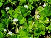 055_16_38bc_detelja_podzemna_Trifolium_subterraneum_IMG_3015x.jpg