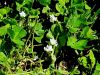 055_16_38bd_detelja_podzemna_Trifolium_subterraneum_IMG_3000.jpg