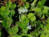 055_16_38bf_detelja_podzemna_Trifolium_subterraneum_IMG_3013.jpg