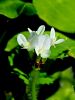 055_16_38bh_detelja_podzemna_Trifolium_subterraneum_IMG_2984x.jpg