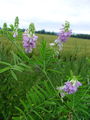 055_21_01bb_navadna_jastrebina_Galega_officinalis.jpg