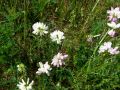 055_28_04ad_Smarna_detelja_pisana_Coronilla_varia_2013_06200033.jpg