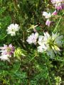 055_28_04ae_Smarna_detelja_pisana_Coronilla_varia_2013_06200034.jpg