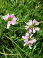 055_28_04bb_pisana_smarna_detelja_Coronilla_varia_DSC01308.jpg