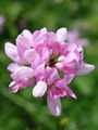 055_28_04bc_pisana_smarna_detelja_Coronilla_varia_DSC01310.jpg
