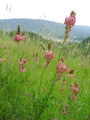 055_33_01bb_navadna_turska_detelja_Onobrychis_viciifolia_DSC09801.jpg
