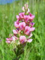 055_33_01bc_navadna_turska_detelja_Onobrychis_viciifolia.jpg