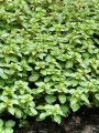 058_02_01ba_Ludvigija_mocvirska_ba_Ludwigia_palustris.jpg