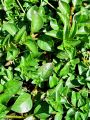058_02_01bb_Ludvigija_mocvirska_Ludwigia_palustris_DSC01883.jpg