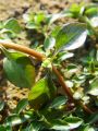 058_02_01bc_Ludvigija_mocvirska_Ludwigia_palustris_DSC02059.jpg