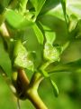 058_02_01bd_Ludvigija_mocvirska_Ludwigia_palustris_DSC01444.jpg